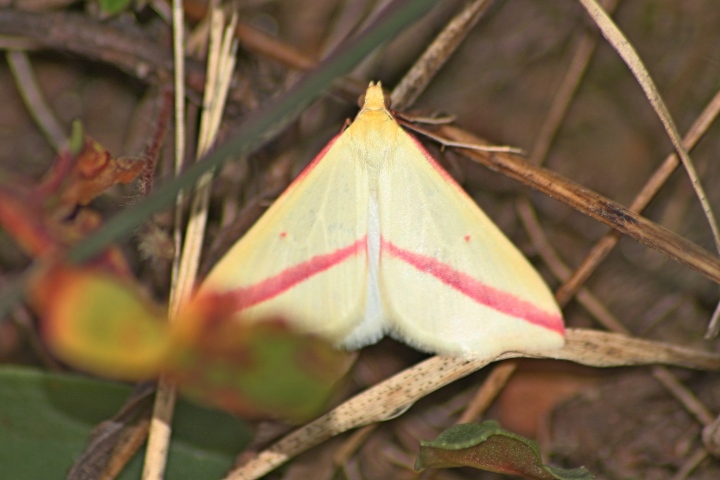 Farfalle da ID
